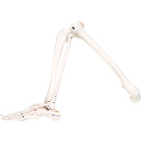 Anatomical Model - Loose Bones, Leg Skeleton, Right