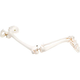 Leg Skeleton with Hip, Left