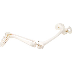 Anatomical Model - Loose Bones, Leg Skeleton with Hip, Right