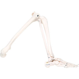 Anatomical Model - Loose Bones, Leg Skeleton, Left