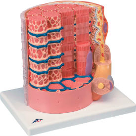 Anatomical Model - Microanatomy Muscle Fiber - 10,000 Times Magnified