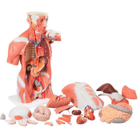 Anatomical Model - Life Size Muscle Torso, 27-Part