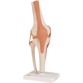 Anatomical Model - Functional Knee Joint