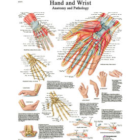 3B Anatomical Chart - Hand & Wrist, Sticky Back