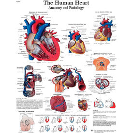 Laminated Anatomical Heart Chart, 20" x 25"
