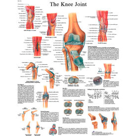 3B Anatomical Chart - Knee Joint, Sticky Back