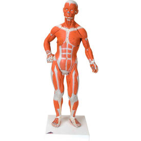 Anatomical Model - 1/4 Life Size Muscle Figure, 2-Part