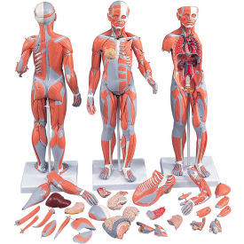 Anatomical Model - 1/2 Life Size Complete Dual Sex Muscle Figure, 33-Part
