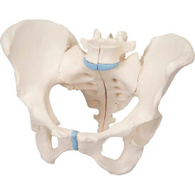Anatomical Model - Female Pelvis, 3-Part