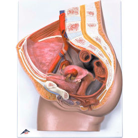 Anatomical Model - Female Pelvis, 3-Part with Ligaments