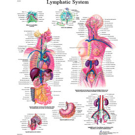 Anatomical Chart - Lymphatic System, Paper