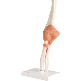 Anatomical Model - Functional Elbow Joint