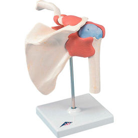 Anatomical Model - Functional Shoulder Joint, Deluxe