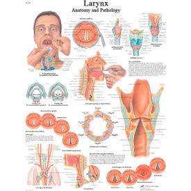 Anatomical Chart - Larynx, Paper