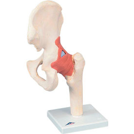 Functional Hip Joint, Deluxe