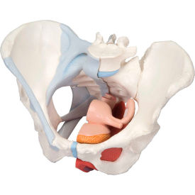 **Anatomical Model - Female Pelvis, 4-Part with Ligaments**