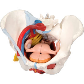 Female Pelvis, 6-Part with Ligaments
