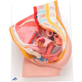 Anatomical Model - Female Pelvis, 2-Part