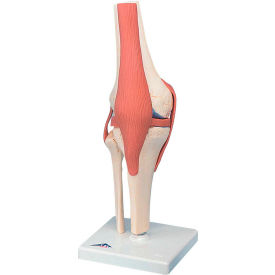 3B Anatomical Model - Functional Knee Joint, Deluxe