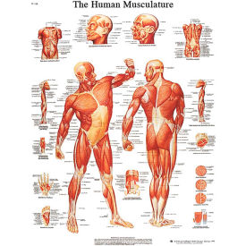 Anatomical Chart - Musculature, Sticky Back