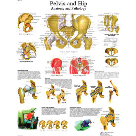 Anatomical Chart - Hip & Pelvis, Paper
