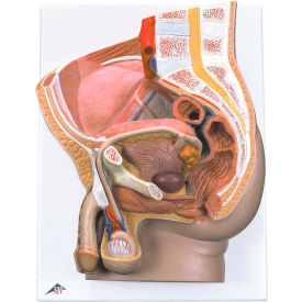 Anatomical Model - Male Pelvis, 2-Part