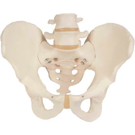 Anatomical Model - Male Pelvic Skeleton
