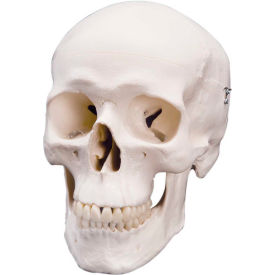 Anatomical Model - Classic Skull, 3-Part