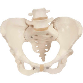 Anatomical Model - Female Pelvic Skeleton with Movable Femur Heads