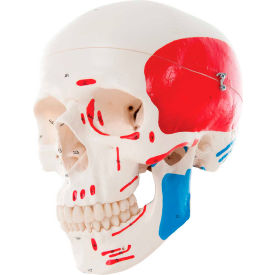 Anatomical Model - Classic Skull, 3-Part Painted