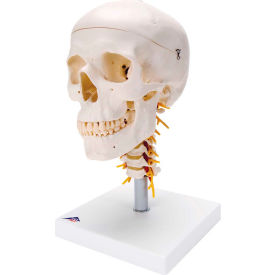 Anatomical Model - Classic Skull, 4-Part, on Cervical Spine
