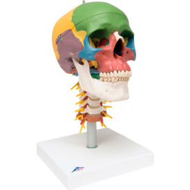 Anatomical Model - Didactic Skull, 4-Part, on Cervical Spine