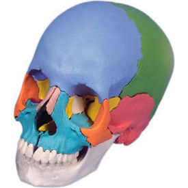 Anatomical Model - Didactic Skull, Beauchene 22-Part