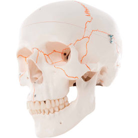 Anatomical Model - Classic Skull, 3-Part Numbered