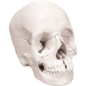 Anatomical Model - Anatomical Skull, Beauchene 22-Part