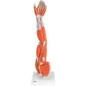 Muscular Arm - 6-Part