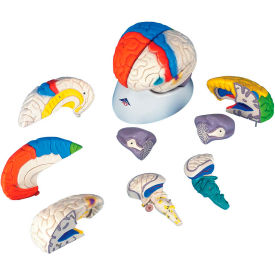 Deluxe Neuro-Anatomical Brain, 8-Part