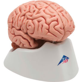 Anatomical Model - Classic Brain, 5-Part