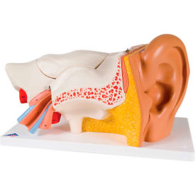 Anatomical Model - Classic Ear, 6-Part (3X Size)