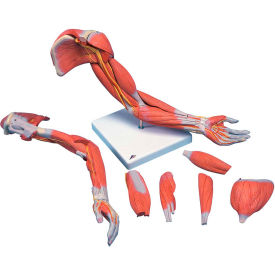 Anatomical Model - Deluxe Muscular Arm, 6-Part
