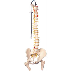 Anatomical Model - Flexible Spine, Classic, Femur Heads