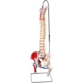 Anatomical Model - Flexible Spine, Classic, Femur Heads, Painted