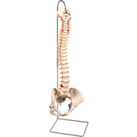 Anatomical Model - Flexible Spine, Classic, Female Pelvis