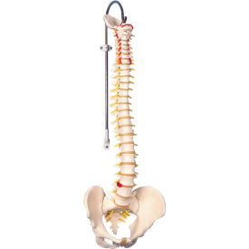 Anatomical Model - Flexible Spine, Didactic