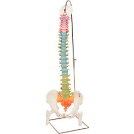 Anatomical Model - Flexible Spine, Didactic with Femur Heads