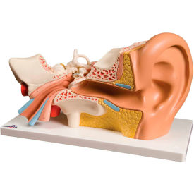 Anatomical Model - Deluxe Ear, 4-Part (3X Size)