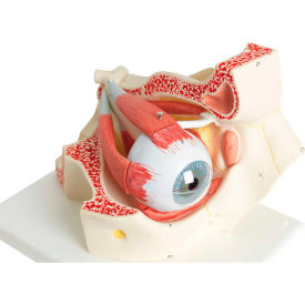 Anatomical Model - Deluxe Eye, 7-Part (3X Size)