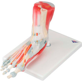 Anatomical Model - Foot Skeleton with Removable Ligaments & Muscles, 6-Part
