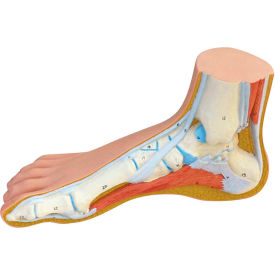 Anatomical Model - Normal Foot
