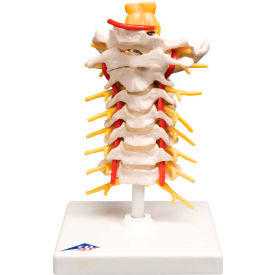 Anatomical Model - Cervical Spinal Column